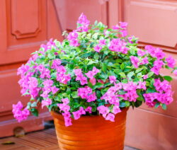 Bougainvillea Doesn't Bloom: Causes & What To Do