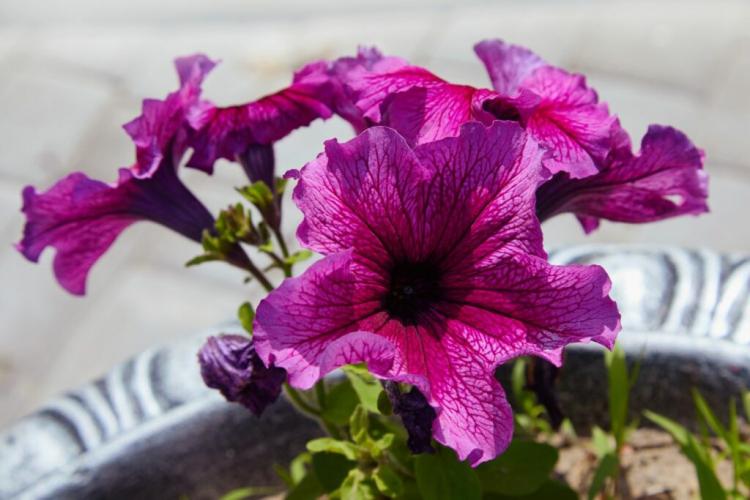Petunias: planting, caring for & the best varieties