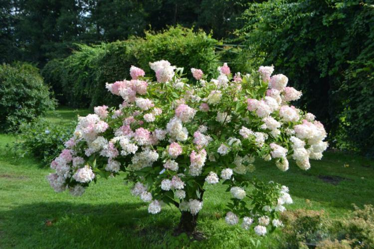 Pruning Panicle Hydrangea: The Right Time & Instructions For Procedure