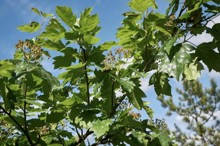 Service tree: plants & uses of the rare tree species
