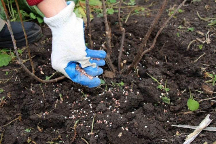 Fertilizing blackberries: instructions & expert tips