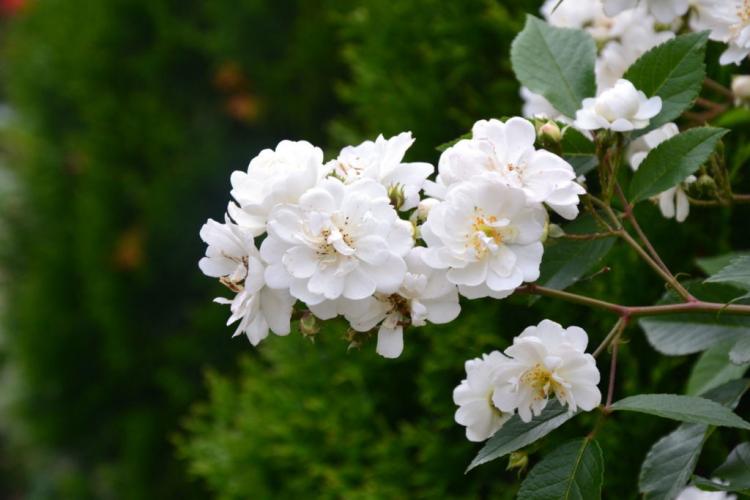Scented rose varieties: an overview of the 20 most popular scented varieties