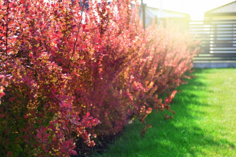 Barberry Hedge: Tips For Planting And Caring For