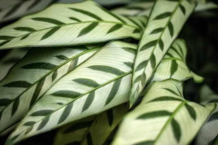 Calathea species: list & pictures of the most beautiful basket marants