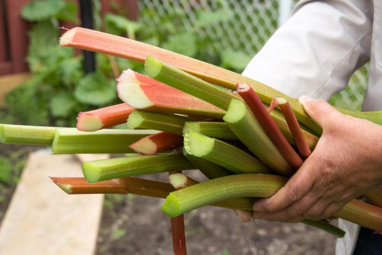 Rhubarb: Everything about planting, fertilizing & harvesting the barbarian root