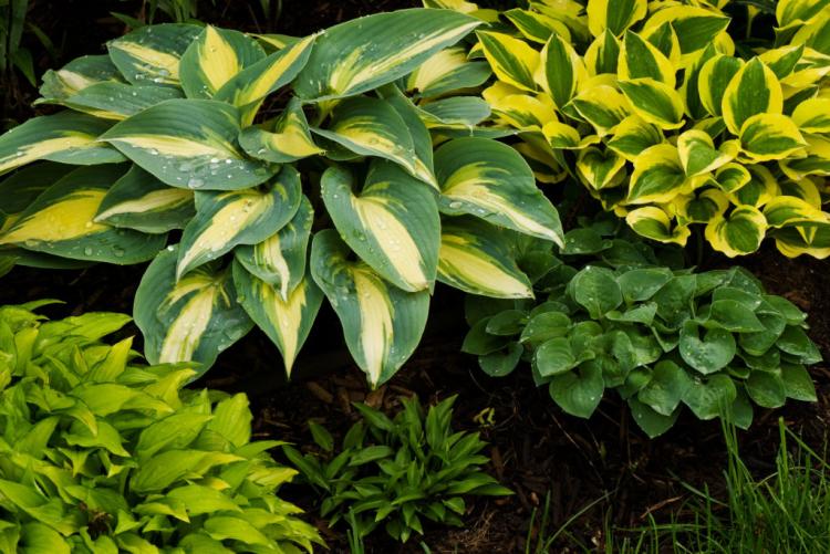 The 100 Most Beautiful Hostas Varieties For The Garden And Pots