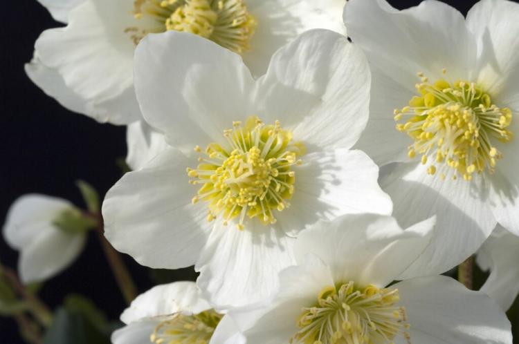 Christmas Roses Care: Everything From Watering & Fertilizing