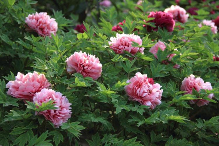 3 Expert Tips For Peonies Plants