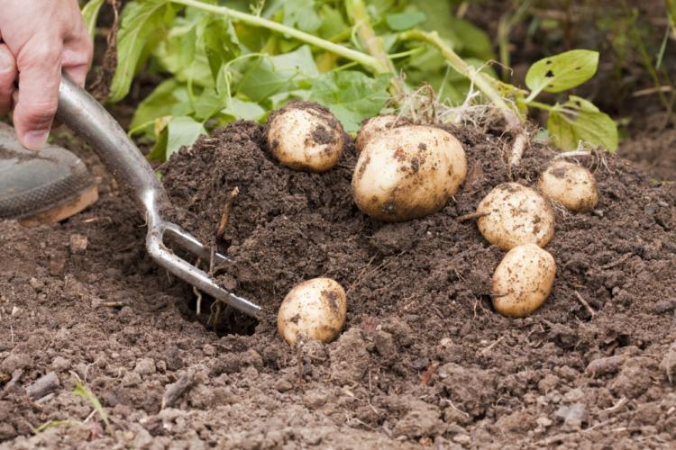 Harvesting potatoes: correct procedure & timing
