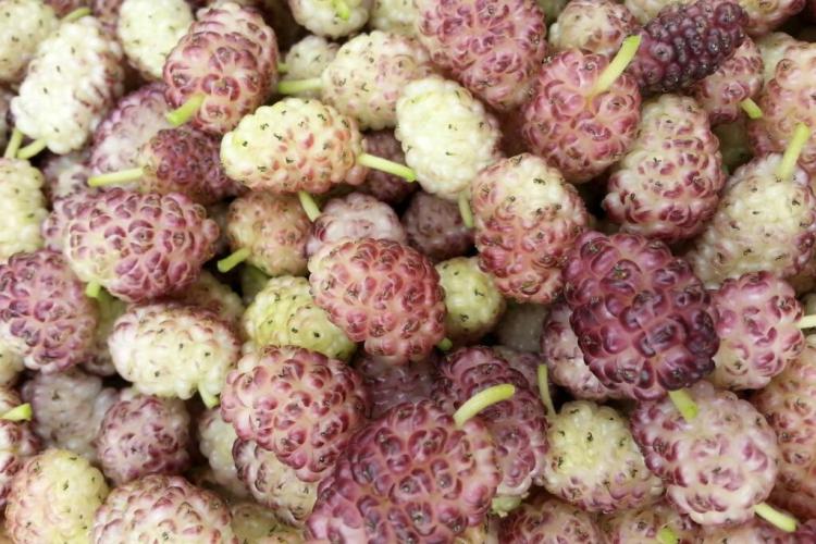 Mulberry varieties: overview of the red, black & white mulberry