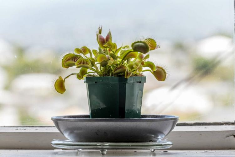 Repotting Venus Flytrap: Instructions And Professional Tips