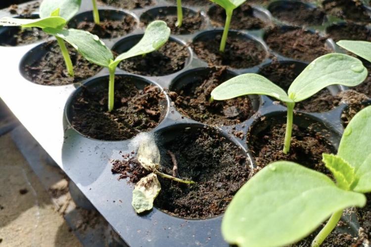 Tip-Over Sickness In Seedlings: Cause And Measures