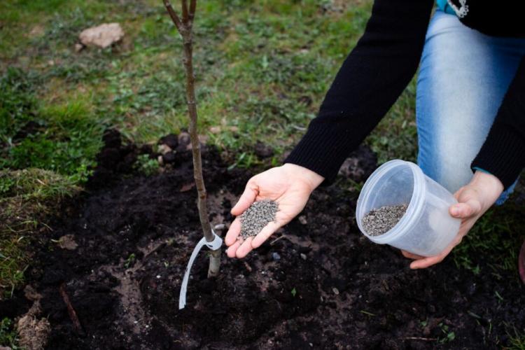 Fertilizing Apple Tree: These Tips To Keep In Mind
