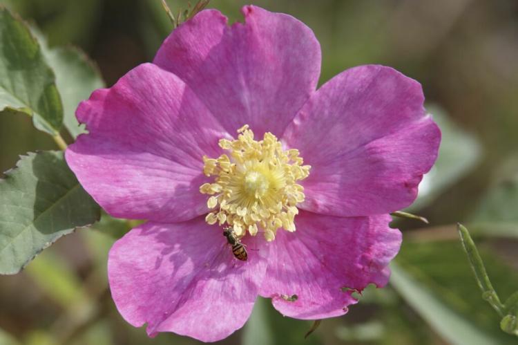 Wild Rose Types: The 20 Most Popular Wild Rose Types