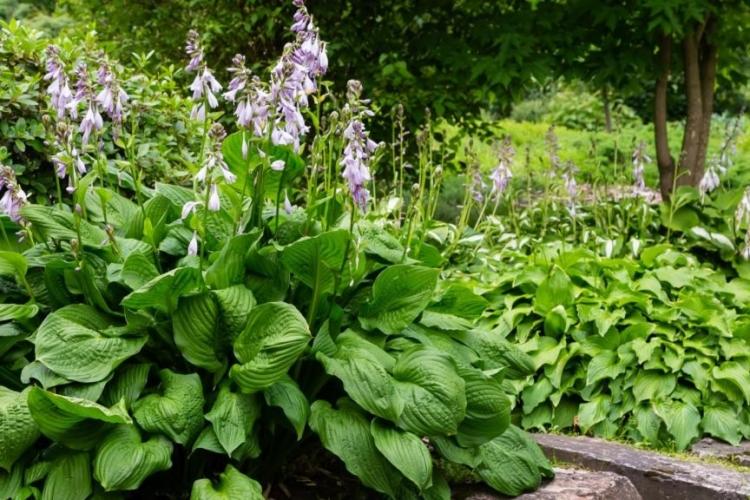Hostas: Everything for planting, caring for and propagating