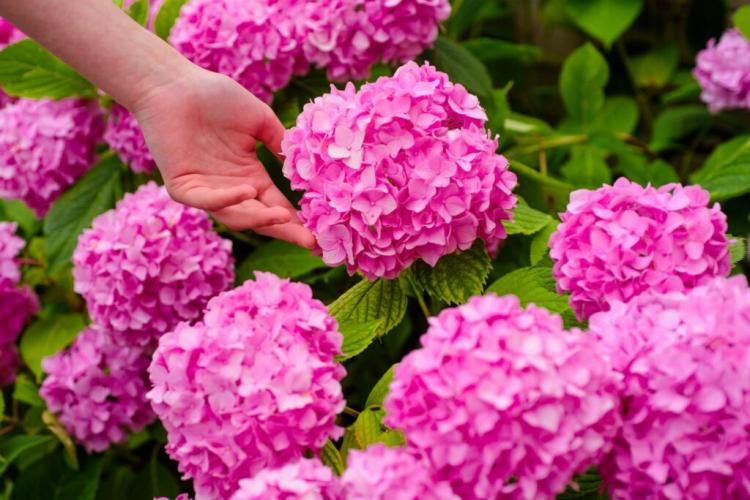 Hydrangea Care: Instructions For Correct Watering & Cutting