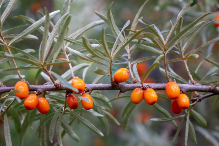 Sea buckthorn in the garden: everything about planting, cutting & the best species