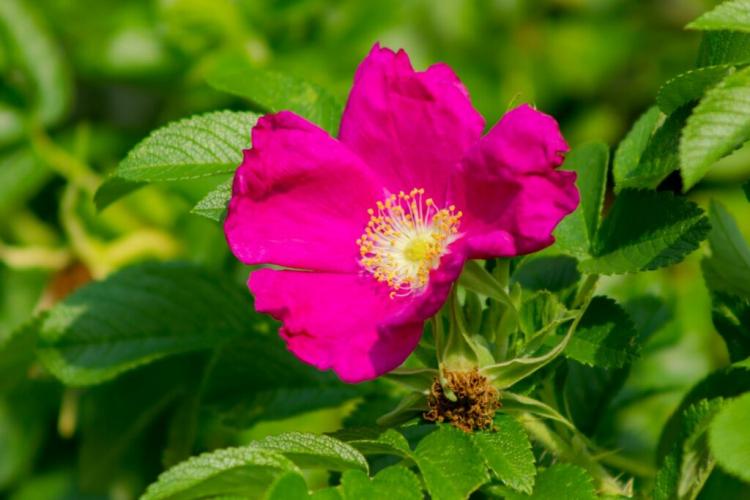 Rose Hip Plants: Location, Procedure, & Proper Care