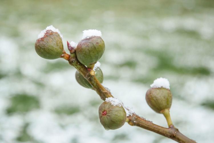 Wintering fig trees: expert tips & hardy varieties