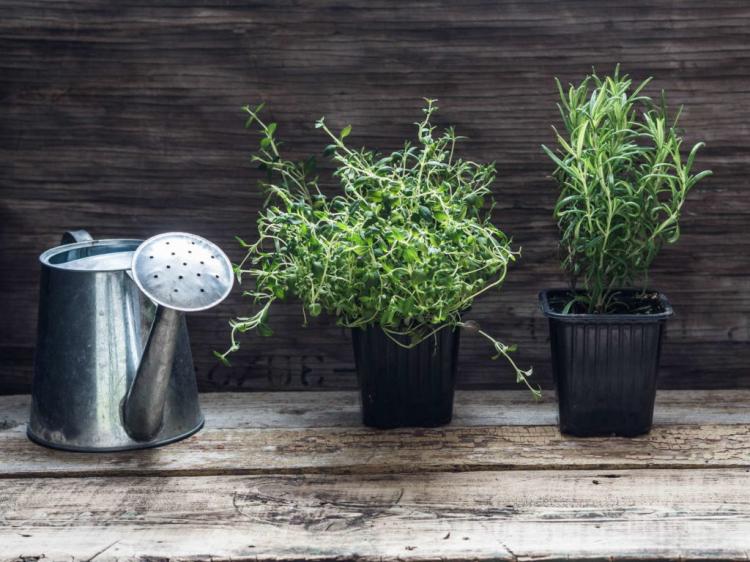 10 tips for fresh rosemary from your own flower bed