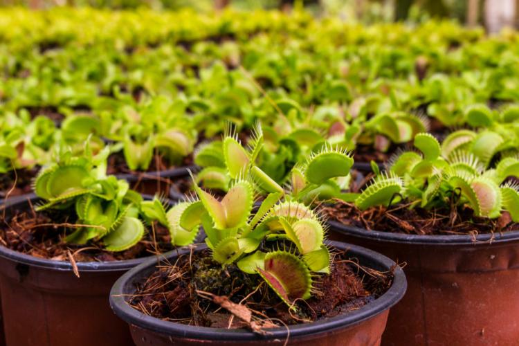 Venus flytrap: everything you need to know from caring for the carnivore to multiplying