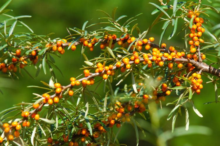 Sea buckthorn planting: everything about cutting and the best species