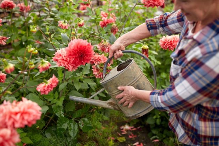 Care For Dahlia Tips From The Experts