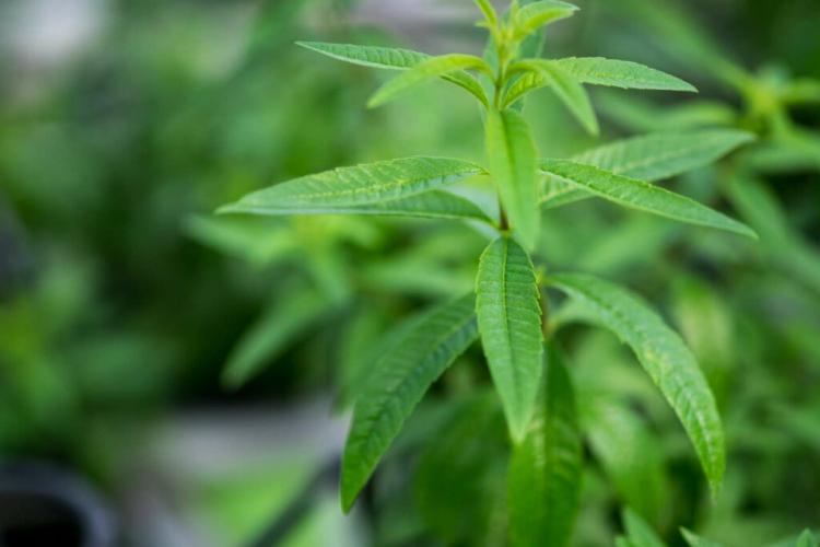 Lemon Verbena: Everything You Need To Plant, Care For And Propagate