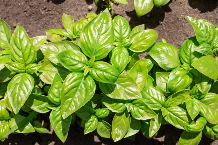 Overwintering basil: instructions and tips for pots and beds