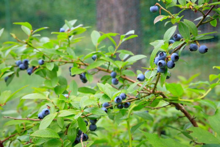 Propagating blueberries / blueberries: Successful professional tips