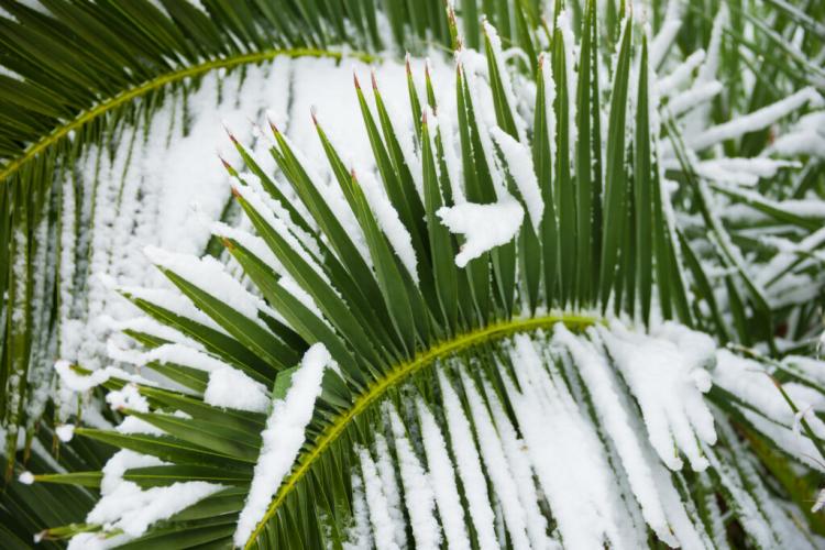 Hibernating Palm Trees: Outdoors And Indoors