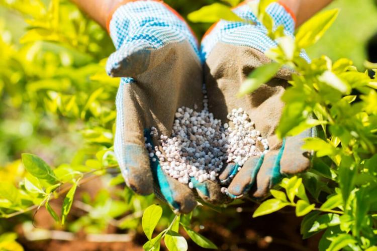 Phosphate Fertilizers: Use And Properties