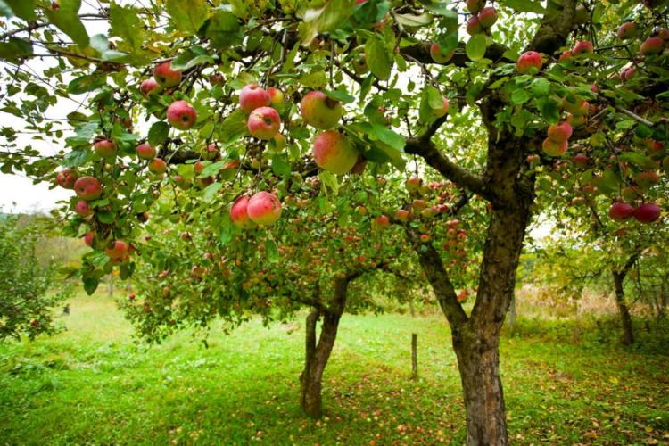 Fertilizing Apple Tree: These Tips To Keep In Mind