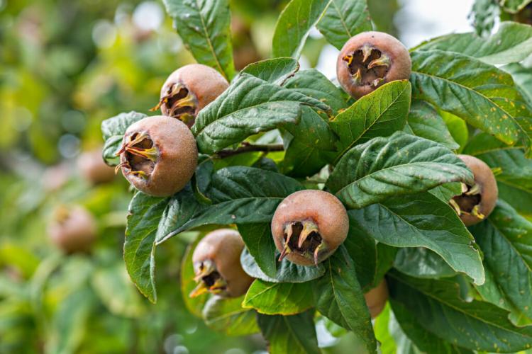 Medlar: Everything About Varieties, Plants And Care