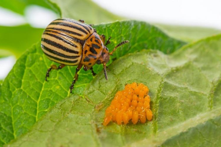Fighting Colorado beetles: tips for fighting them naturally