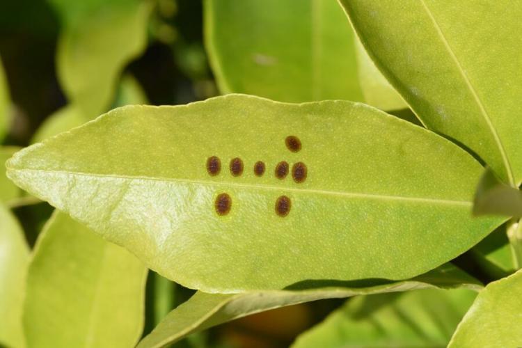 Parasitic wasps against aphids & whitefly: tips for use