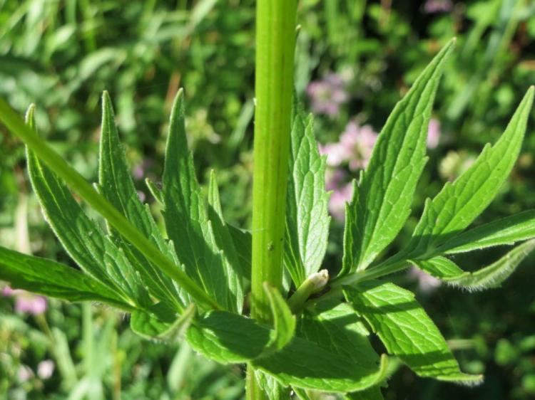 Medicinal valerian: the calming herb in your own garden