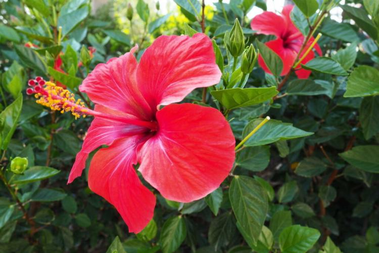 Hibiscus: All The Tips For The Perfect Bloom