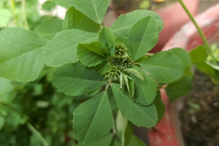 Fenugreek: everything about cultivation, harvest & use of the medicinal plant