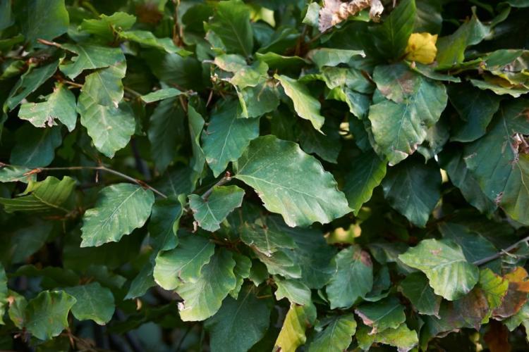 European beech hedge: expert tips on buying, caring for & cutting