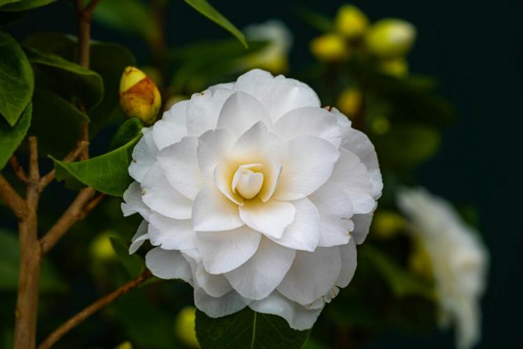 Wintering camellia: care tips & hardy camellia varieties