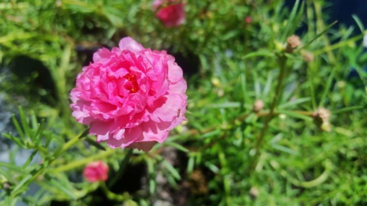 Purslane florets: tips for growing the portulaca grandiflora