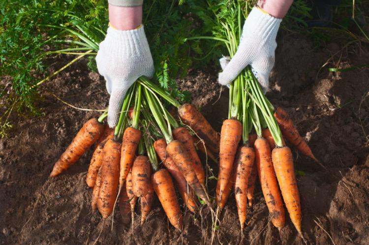 10 tips for getting the perfect carrot from your own garden