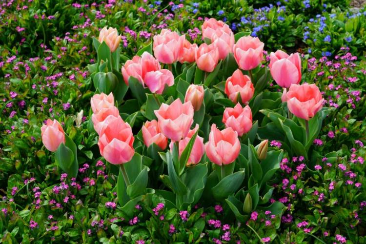 Fertilizing Tulips: When, How And With What?