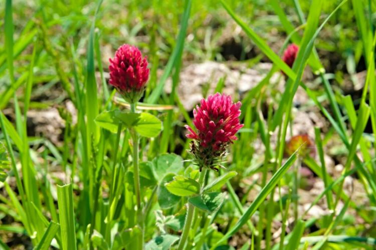 Crimson clover: sowing, sprouting, etc.