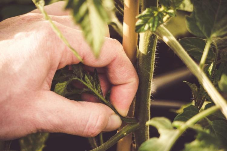 Pruning Tomatoes: How To Properly Remove Tomato Plant Shoots