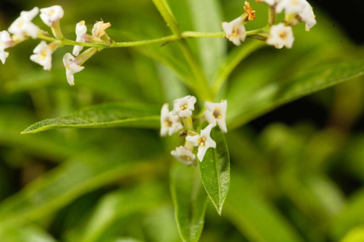Lemon verbena: everything you need to plant, care for & propagate
