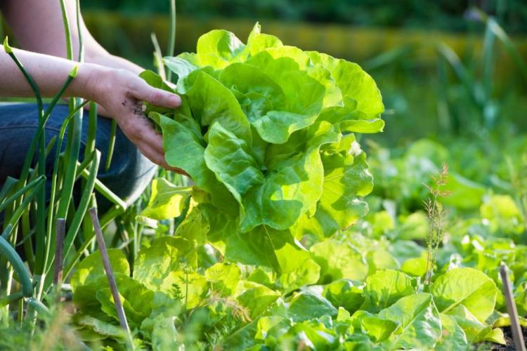 Lettuce: Everything about planting, harvesting and choosing a variety