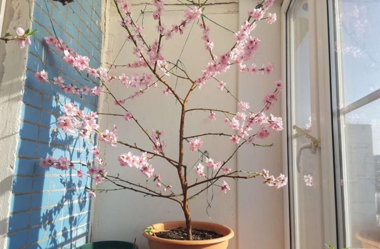 Peach tree pruning: instructions from the expert
