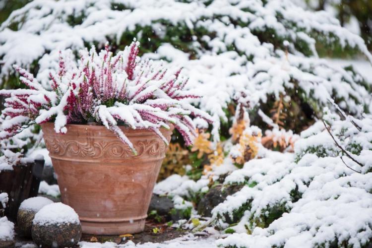 Hibernate Plants: 10 Expert Tips For Your Garden